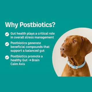 Zelo™ Postbiotic Chews